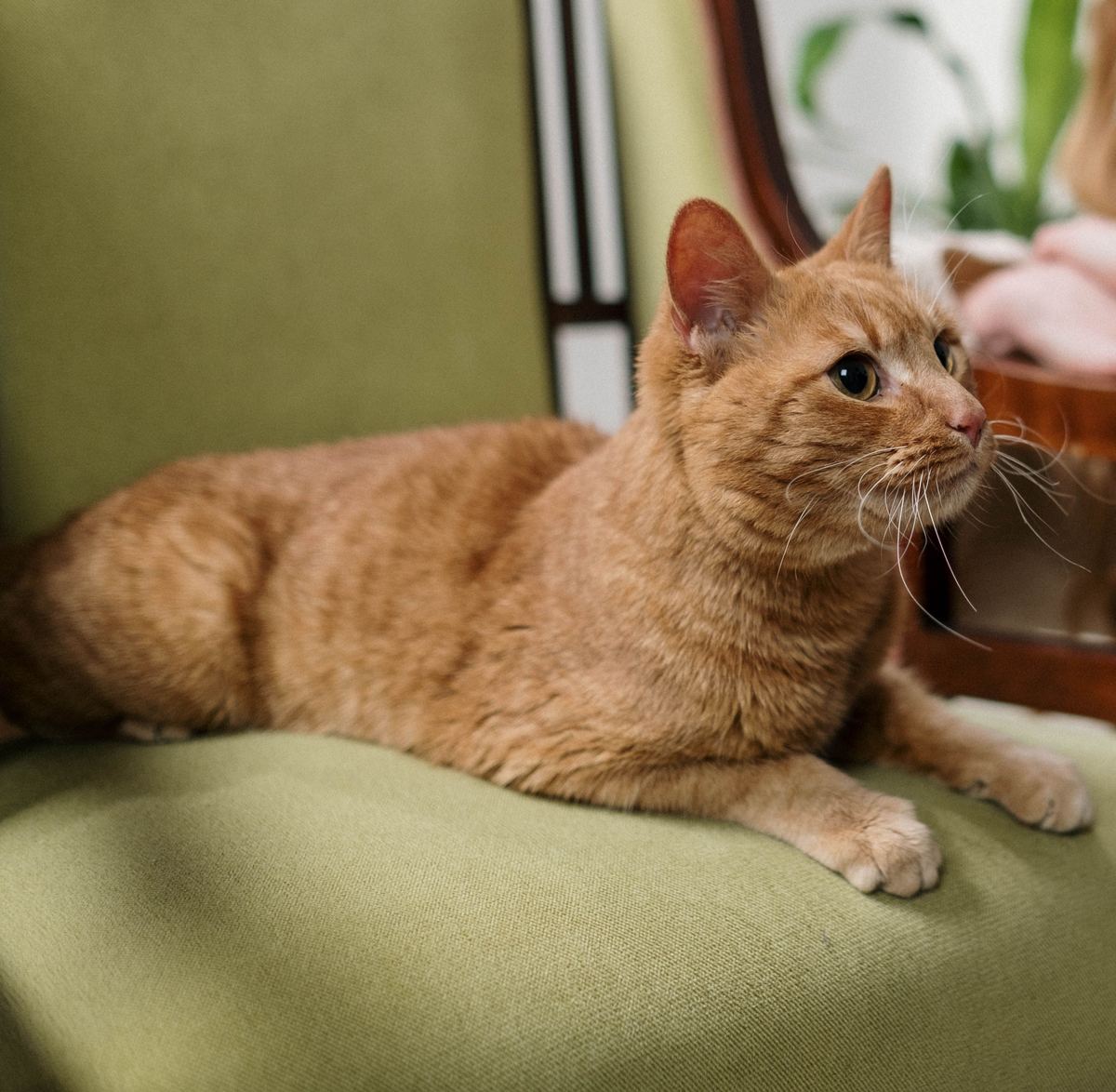 Ginger cat lying on an upholstered armchair