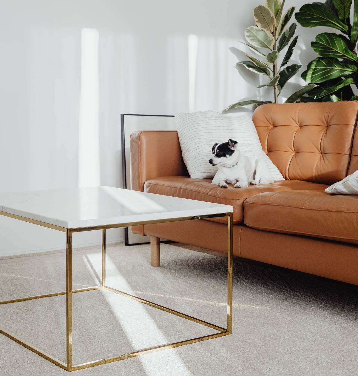 Small dog resting on a sofa in a bright living room