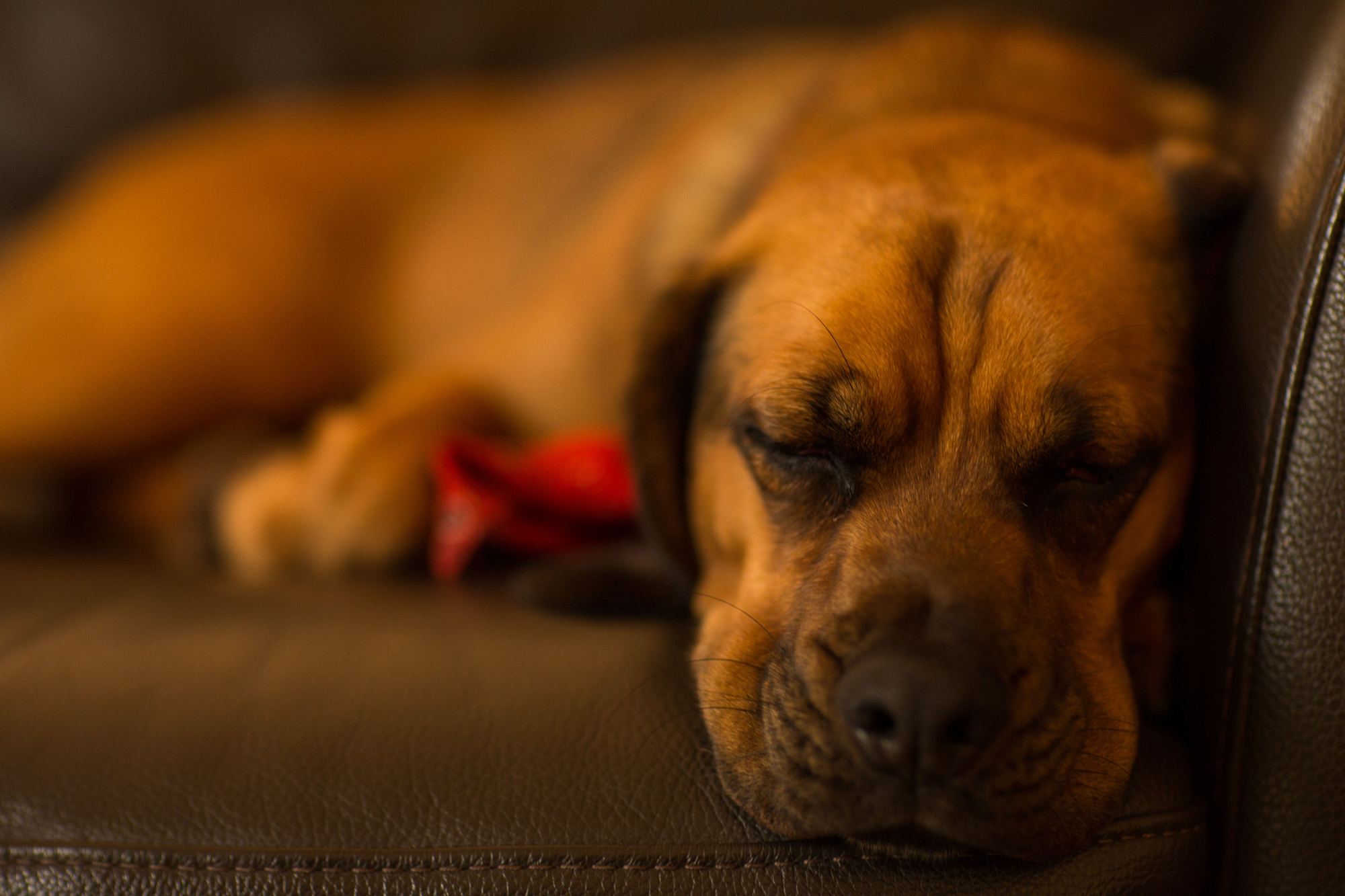 Dog asleep on a leather sofa